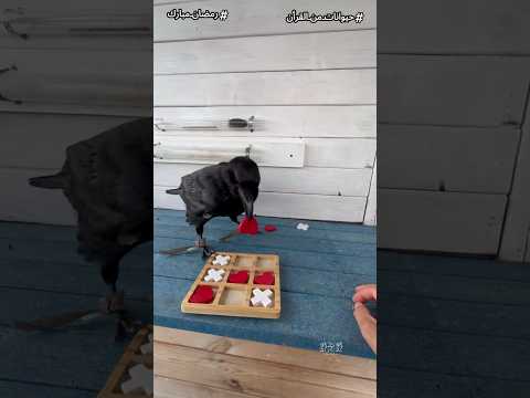 اغرب 7 معجزات فى خلق الغراب هتخليك تعرف ليه ربنا كرمه عندما جعله المعلم الاول للبشر Shorts اغرب 7 معجزات فى خلق الغراب هتخليك تعرف ليه ربنا كرمه عندما جعله المعلم الاول للبشر Shorts