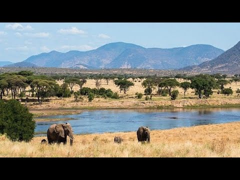 IFAHAMU MBUGA YA WANYAMA YA KRUGER NDANI YA AFRIKA KUSINI KRUGER NATIONAL PARK AFRICAN NATURE