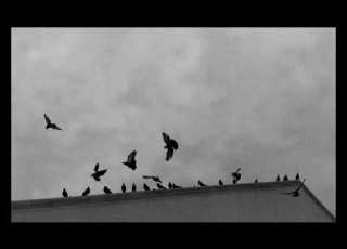 جزه الشوك لضريحج بطيء مسلم الوائلي Slowed And Reverb