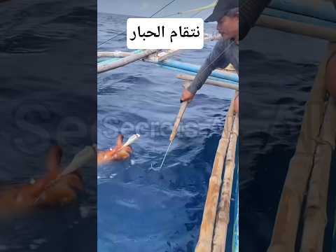 صراع في عرض البحر الحبار يفاجئ الصياد برد فعل غير متوقع