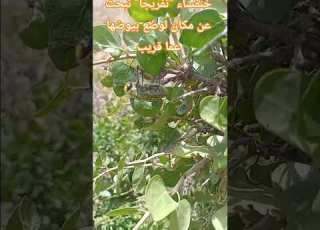  خنفساء تفريجا تبحث عن مكان لوضع بيوضها عنا قريب هل سبق أن رأيموا تضعه ابلور Nature Trend