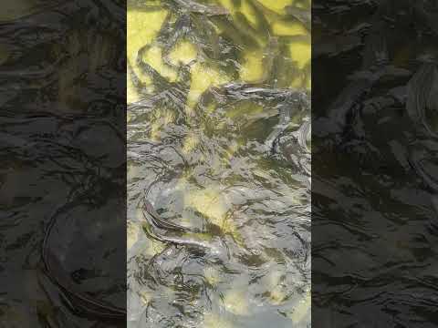 Mangur Culture Shorts Indian Cat Fish Mangur Harvesting