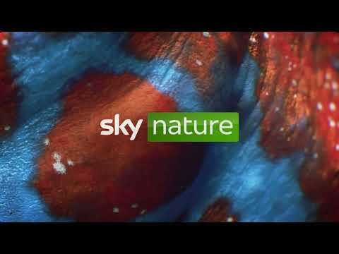 Sky Nature Seahorse 5 2 26