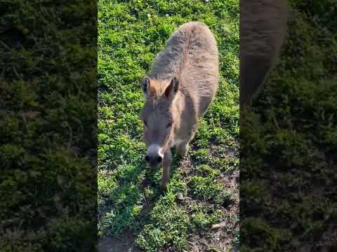 Waffles Thinks He S Everyone S Friend Not Everyone Wants Him As A Friend ViralHog