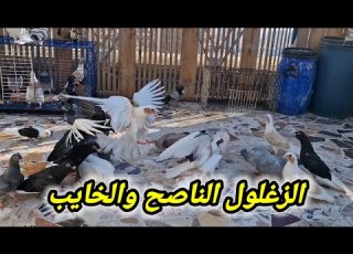 ازاى تعرف الزغلول الناصح من الخايب