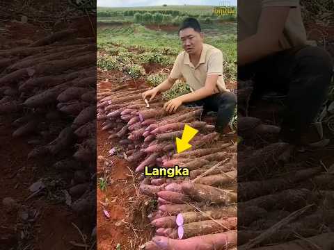 Sweet Potato And Facts You May Not Know Shorts