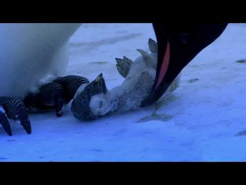 Der Emotionalste Clip Den Wir Je Gedreht Haben Pinguine Trauern