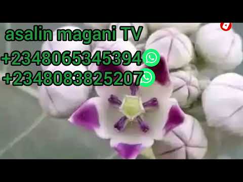 Samun Farin Jini Da Samun Kudi Cikin Kanka Nin Lokaci