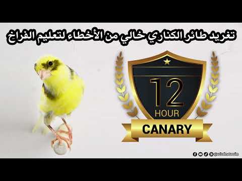 12 ساعات من تغريد طائر الكناري خالي من الأخطاء لتعليم الفراخ