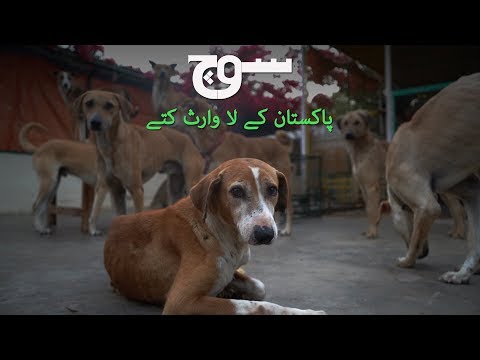 پاکستان کے لاوارث کتے