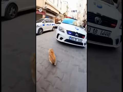 Kedi Simit çaldı Polis Arkasından Koşuyor Keşfet Komik Kedi Polis Viral