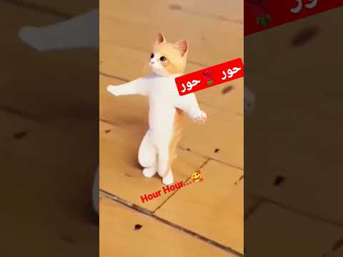 جوجو جوجو حور حور Hour Hour الجزائر السعودية العراق قطر قطر Algerie