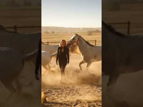 خيل خيل عربيه اصيله خيل عربيه فرس فرسان خيالة حصان حصان عربي اصيل Horse Horseracing مصر