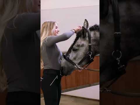 انظر ماذا يفعل الحصان مع صحبته