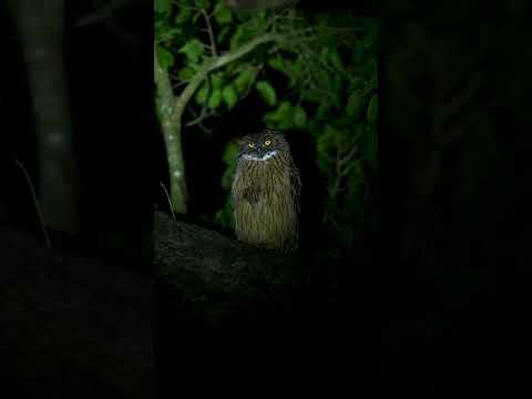 أصوات الحيوانات والطيور في الليل