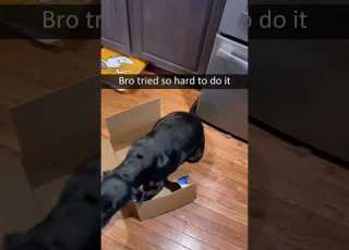  Dramtic Labrador Dogvideo Labrador Funnyvideo Doglover Petvideo