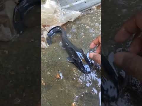 Mangur Machhali Ytshortsvideo Trendingshorts Shortvideo Fishvlogs Newshorts Viralshorts