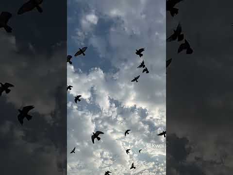 اروع انشودة اقصانا يا اقضانا المنشد احمد حسن الاقصري Shortst فضلآ اشتراك بالقناة اروع انشودة اقصانا يا اقضانا المنشد احمد حسن الاقصري Shortst فضلآ اشتراك بالقناة