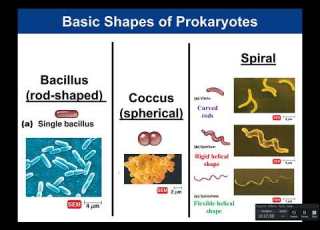  Chapter 3 Prokaryotic Cells