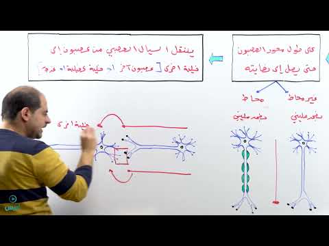 انتقال السيال العصبي جزء 1 الأستاذ عبادة الشاعر انتقال السيال العصبي جزء 1 الأستاذ عبادة الشاعر