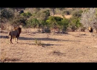  This Lion Brothers Couldn T Recognise Each Other For A Moment