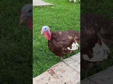 My Tom Turkey Gobbling