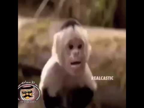 القرده قليله الادب اخيرا فهمت يا وديع
