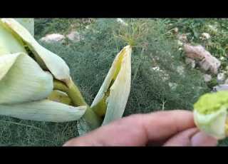  بوبال نبات موجود في الطبيعة و له فوائد كثيرة على الصحة