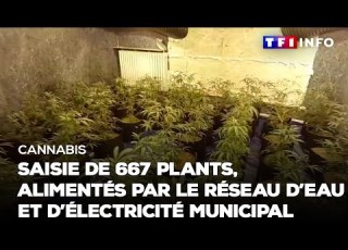 Cannabis Saisie De 667 Plants Alimentés Par Le Réseau D Eau Et D électricité Municipal TF1 INFO