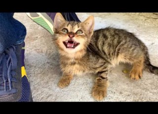 My New Friend Hungry Kitten Wants Food And Love