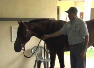 Horse Massage Release Tension In The Neck Shoulders Withers Junction