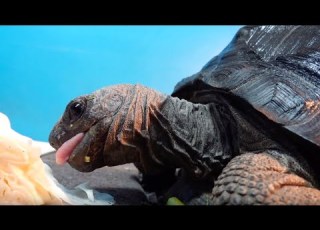  白菜をムシャムシャ食べるゾウガメが可愛すぎる
