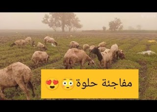  ولادة جديدة لكن مفاجئة أمطار غزيرة عاصفة رملية
