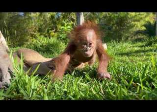  Big Update Infant Orangutan