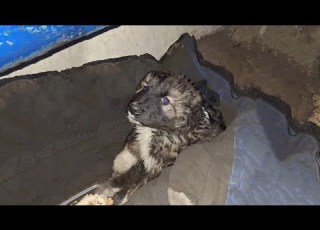  To The Owner Who Forgot Him On New Year S Eve He Now Lives A Much Happier Life Than You Thought