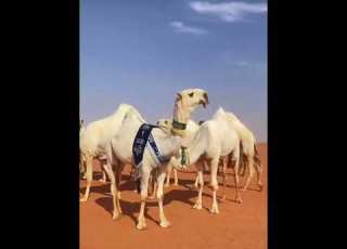 منقيات مرحبا فيكم بالجميع