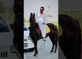 Hammad Pet House Hourse Viralvideo Youtubeshort