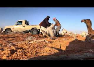عشوائيات عند الابل ٣