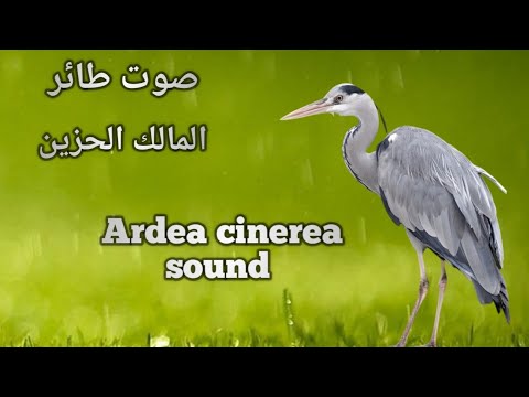 صوت طائر المالك الحزين بلشون Ardea Cinerea Sound