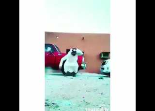 اخصامنا تنداس وابليس ينداس فهد ابن فصلا
