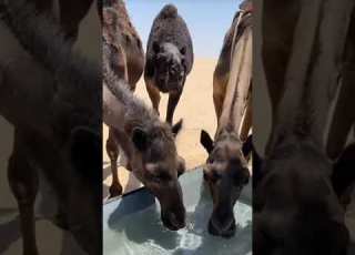 شيلة والبل تارد على الماء بصوت محمد وقهيدان الشاوي