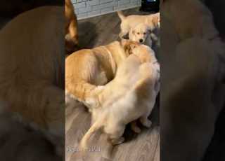 أب كلب وجروه كلب محب الكلاب فيديو كلب Fyp