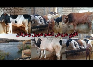 اجمل العروض من داخل مزرعة الاستاذ صابر عسكر عجول لحم خرفان لحم اليوم ٢٠٢٦ ٢ ١٦