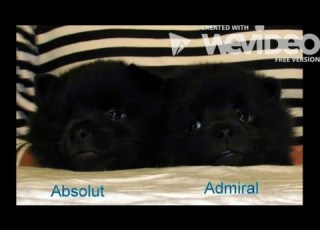  Boys Schipperke A 5 Weeks