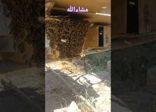 وين العسل يا نوب عسل Shortvideo