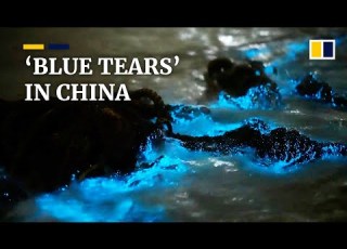 China S Luminous Blue Tears Are Actually A Tip Off To Unhealthy Oceans