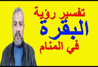 أحلام وعلامات عن رؤية البقرة في المنام اسماعيل الجعبيري