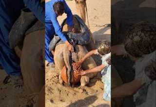 2 مشاهد غريبة ومدهشة امرأة خبيرة تعالج الجمال بأسلوب نادر وغير مسبوق في صحراء دھرم