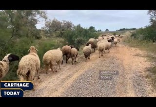 A Shepherd On The Road In Short If Fodder Was Cheap You D Find Lambs Cheap