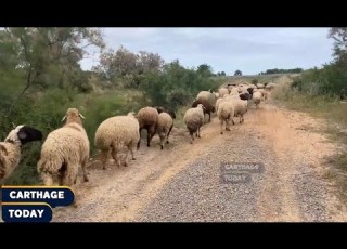 A Shepherd On The Road In Short If Fodder Was Cheap You D Find Lambs Cheap
